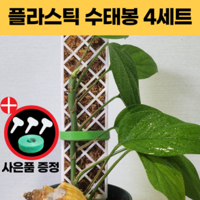 [4세트] 플라스틱 리얼 수태봉 몬스테라