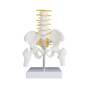 골반 모형 요추 대퇴골 도구 교육 실습 인체 뼈 병원 학교 해부학 교육용 인체모형 골반모형, B. 요추 골반 모형