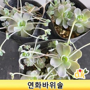 들꽃닷컴]야생화 다육이과 다년생 노지월동 연화바위솔 3치포트(8cm) 10개