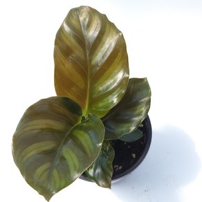 칼라데아 파시아타 Calathea fasciata 오르비와 비슷한 칼라데아, 1개