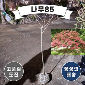 백일홍(개화주) 키H1.2m 내외(분) 배롱나무, 1개