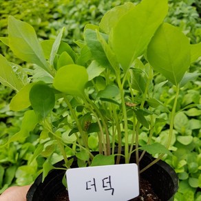 [모종모종]더덕 모종 (10Cm큰컵), 1개