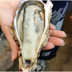 [제철365] 산지직송 통영 삼배체굴 개체굴 대왕굴 삼배체굴