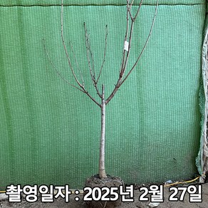 충주원예조경 / 체리나무 / 라핀 / 4년생 / 결실주, 1개