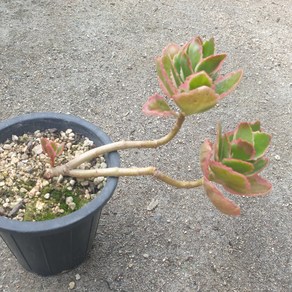 [수암다육] 칼랑코에 펫첸코이금 랜덤발송 Kalanchoe fedtschenkoi f. vaiegata 다육 다육이 다육식물 424 핑크스칼립스, 1개