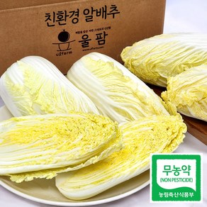 [울팜]친환경 무농약 알배기 알배추 제철 쌈배추, 400g, 4개