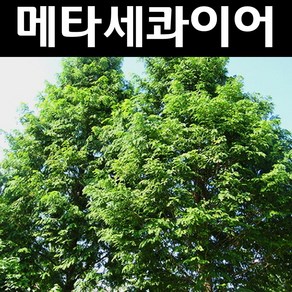 메타세콰이어 나무 묘목 실생2년 뿌리묘 3개/조경수 속성수, 3개