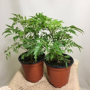 [해피그린 화원] [2개묶음] 폴리샤스 폴리셔스 폴리시아스 반려식물 관엽식물 공기정화식물 식물 089 화원 농원, 2개