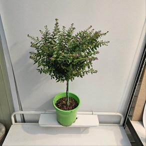 식공플랜츠 쿠페아 구피아 외목대 중대품 야생화 반려식물 70-80cm 249, 1개, 기본