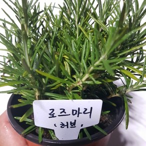 [모종모종]로즈마리 화분(공기정화 식물)허브, 1개