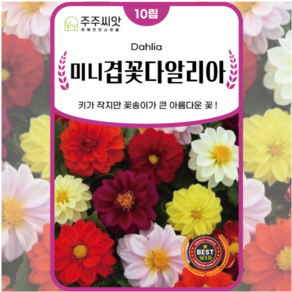 다알리아 씨앗 100립 꽃씨 예쁜꽃 파는곳 씨앗 몰 달리아 dahlia seed