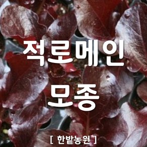 채소 모종 ~ 각종 묘종. 베란다 텃밭 세트 공기정화식물 허브 씨앗 채소모종 ~, H007 적로메인 모종 6개