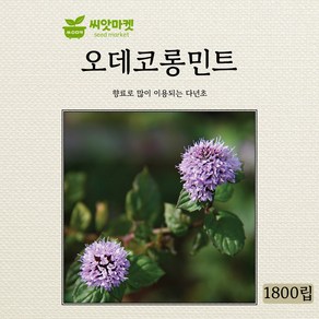 다농 오데코롱민트 씨앗 1000립, 1개