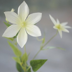 어머니 선물용 클레마티스 러블리 조화 인테리어조화, 핑크(1P), 핑크, 1개