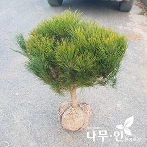 [나무인] 반송 둥근소나무 폭50cm, 1개