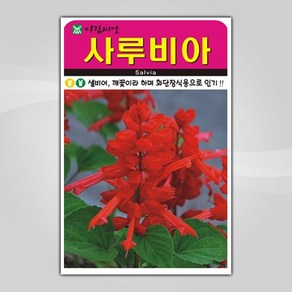 슬로시 꽃 씨앗 고급 꽃씨 야생화 허브씨 종자 모음