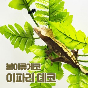 이파리데코, 1개