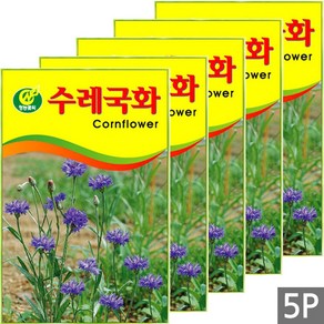 세인화분 수레국화 40립, 5개