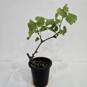 거봉포도나무 자옥 삽목1년 화분채배송, 1개, 거봉