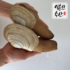 이순신수산 [우체국쇼핑]다이버가 채취한 자연산 코끼리 조개 1kg, 1개