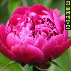 네덜란드 겹꽃작약 24종 특선(개량꽃작약), 18.매니 해피 리턴즈, 1개