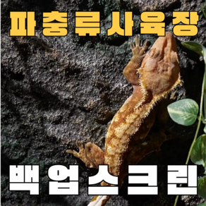 주스터디 극사실 파충류 크레편해 백업스크린, 이끼암석형, 1개, 내츄럴