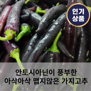 [재배농가직송] 강원도 무농약 가지고추 특 보라색고추 미인고추 미인보라고추 안토시아닌이 풍부 맵지않은고추 아삭아삭 천연인슐린 당일수확