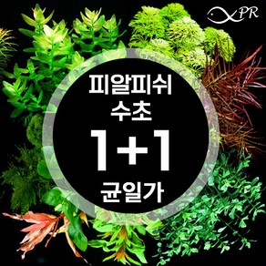 [1+1 행사] 피알피쉬 수초 모음 / 초보 전경 후경 수초, 46.카붐바 파라에포미스 3촉, 2개