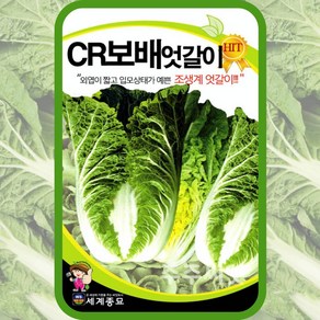 엇갈이 배추씨앗 얼갈이 종자 20g 조생종 채소씨 채소씨앗, 1개