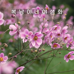 분홍추명국 로부스티시마 [1개 복남이네야생화 모종 바람꽃 숙근아네모네 anemone], 1개