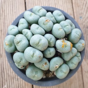 [수암다육] 코노피튬 플라붐 랜덤발송 Conophytum flavum 랜덤발송 다육 다육이 다육식물 576, 1개