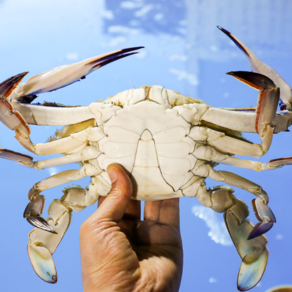 [태안신진도직송] 당일조업 활꽃게 국내산 숫꽃게 암꽃게 국산 생물 꽃게, 1개, 3kg