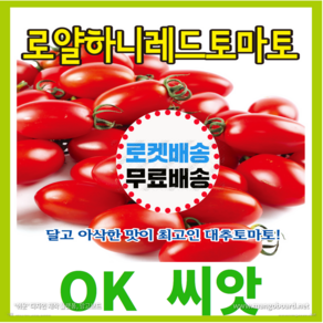 [OK씨앗] [로얄하니레드토마토] 토마토씨앗 종자(오케이씨앗)