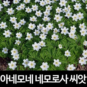 네모로사 아네모네 씨앗 꽃씨 꽃 종자 씨 야생화 10알