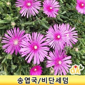 들꽃닷컴]야생화 송엽국3치포트(8cm)관상 조경용인기많은 다년초 사철채송화.비단세덤 송엽국 10개