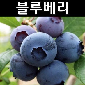 블루베리나무 묘목(한나초이스) 7치화분 결실주 1개