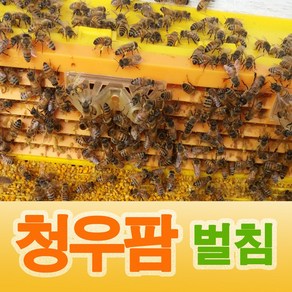 벌침 봉침 벌침벌 봉침벌 건강하고 힘센벌 먹이서비스, 1개