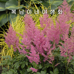 아스틸베 핑크 레인랜드 [1포트 복남이네야생화 모종 노루오줌 라인란드 astilbe]