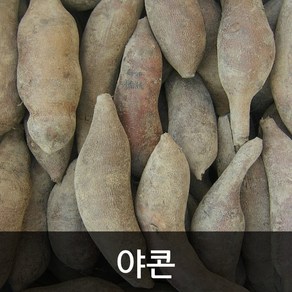 약수농장 국내산 야콘 생야콘 5kg 10k, 10kg, 1개