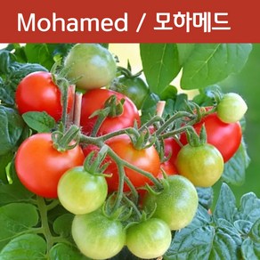 모하메드 Mohamed 희귀 난쟁이토마토 키작은 토마토 수경재배토마토 교육용 체험용세트