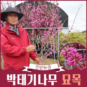 박태기나무 묘목 (스탠다드형) 고급 수형 4년생