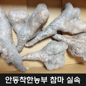 안동참마 알뜰 실속 5kg 24년 햇마 (크기 크고 깎기편한상품), 1개