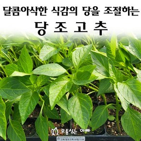 [모종심는아빠] 달콤아삭한 식감의 당을 조절하는 당조고추 모종, 3개, 모종(컵포트)