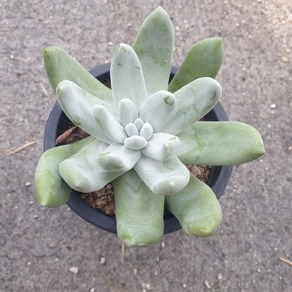 [수암다육] 두들레야 파키피덤 랜덤발송 Dudleya pachyphytum 다육 다육이 다육식물, 1개