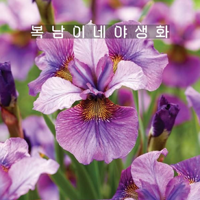 iis 매드햇 [1뿌리 시베리안 아이리스 붓꽃], 1개