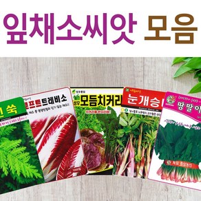 살아있는 씨앗 모음 채소씨앗 상추 쑥갓 궁채 유럽 치커리 루꼴라 치커리 청경채 시금치 파 양파 부추 도라지 곰취 더덕 곤드레 나물 내이 종자, D-그린벨트부추, 1개