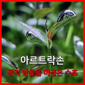 [수초농부] 아르트락손 공기 방울을 머금은 수초, 5개