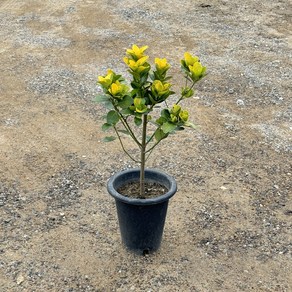 황금사철나무 외목대 높이 70~80cm 스마일화훼유통, 1개, .