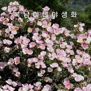 줄장미 빙고메이딜란드 [1포트 복남이네야생화 모종 분홍 넝쿨장미 덩굴장미 로즈 ose], 1개