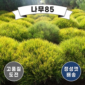 (나무85) 반송 황금반송 묘목, 2. 황금반송 접목1년, 1개